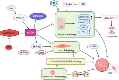 Autophagy in chronic rhinosinusitis with or without nasal polyps